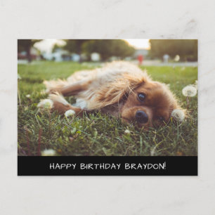 Carte postale d'anniversaire Cocker Spaniel Cavali