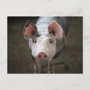 Carte postale d'anniversaire de cochon mignon
