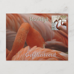 Carte postale d'anniversaire de Flamant rose