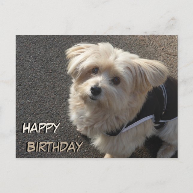 Carte postale d'Anniversaire de petit chien mignon (Devant)