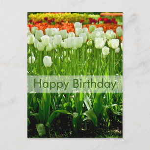 Carte postale d'anniversaire des tulipes   Geburts