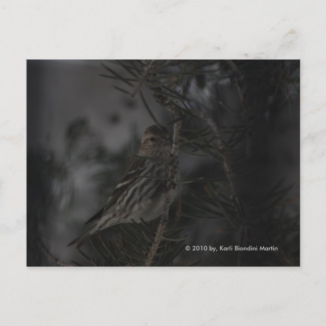 Carte Postale Dans le pin (Devant)