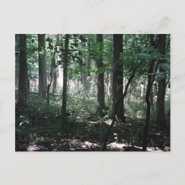 Carte Postale Dans Les Bois (Devant)