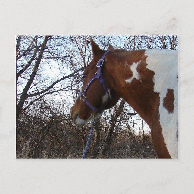 Carte Postale Dans les bois je regarde (Devant)