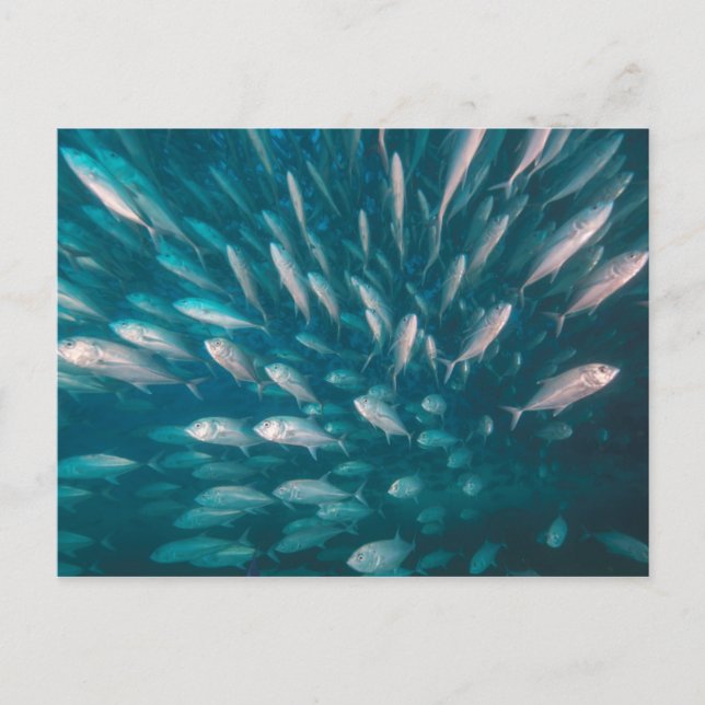 Carte Postale Dans Les Jacks (Devant)