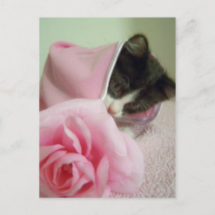 Carte Postale dans poupée couverture Kitten