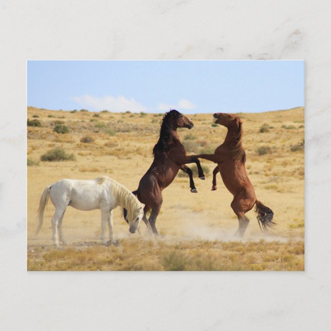 Carte Postale Danse du désert (Devant)