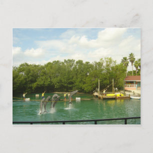 Carte Postale Danser des dauphins à Miami