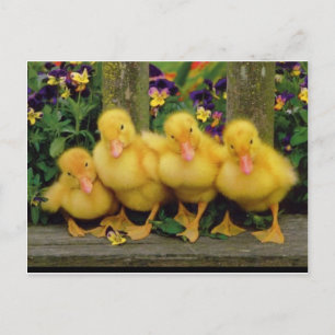 Carte Postale Danseurs de canards jaunes