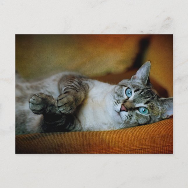 Carte Postale Daphné (Devant)