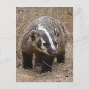 Carte postale d'approche Badger
