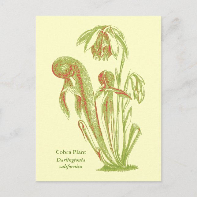 Carte Postale Darlingtonia californica, Plante carnivore (Devant)