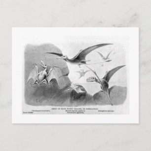 Carte postale d'art de ptérodactyles