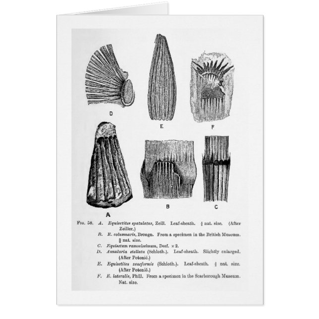 Carte postale d'art de spatulatus d'Equisetites (Devant)