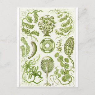 Carte postale d'art d'Ernst Haeckel : Siphoneae