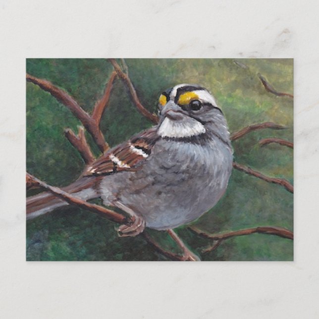 Carte postale d'art d'oiseaux de Bruant blanc (Devant)