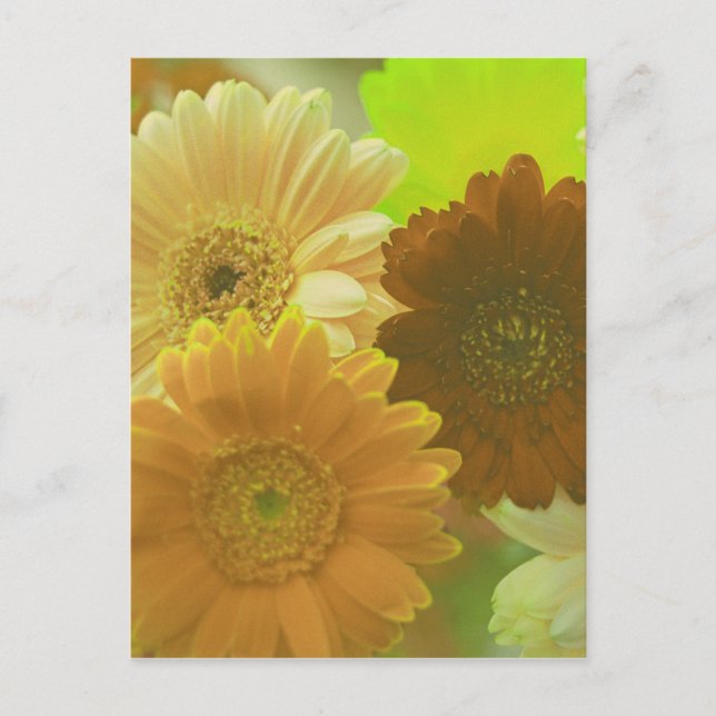 Carte postale d'art photo de fleur de gerbera jaun (Devant)