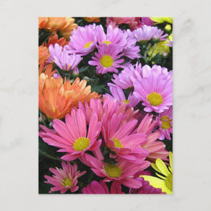 Carte postale d'art photo de marguerites colorées