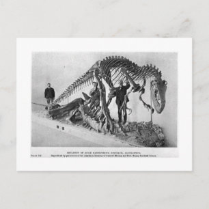 Carte postale d'art squelette d'Allosaurus