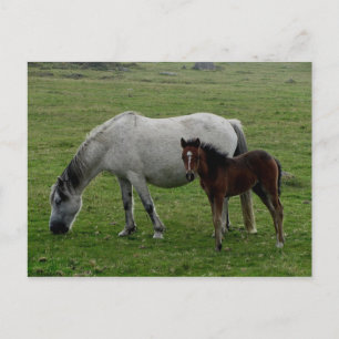 Carte Postale Dartmoor Gris Pony Mare Et Foie