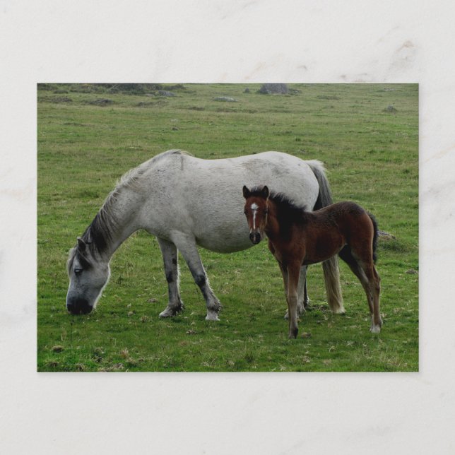 Carte Postale Dartmoor Gris Pony Mare Et Foie (Devant)