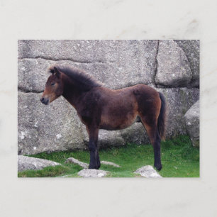 Carte Postale Dartmoor Pony Foal Shelter Bone Hill Rocks