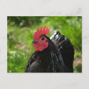 Carte Postale Das Huhn