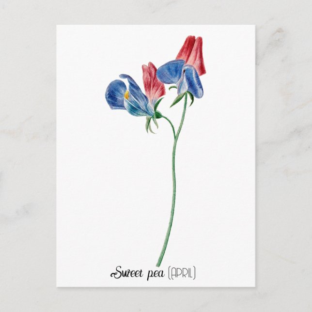 Carte Postale Date de naissance Fleur Pois doux (avril) (Devant)