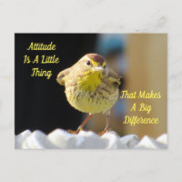 Carte postale d'attitude - Paruline de palme