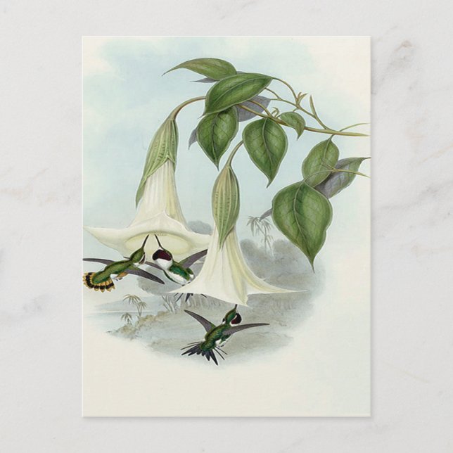 Carte Postale Datura et Hummingbird (Devant)