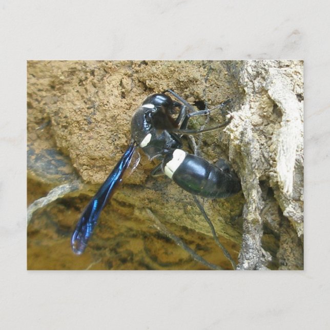 Carte postale Dauber Dauber Blue Mud (Devant)