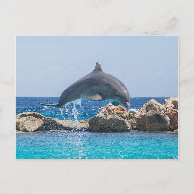 Carte Postale Dauphin (Devant)