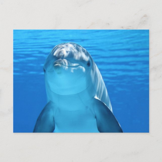 Carte Postale Dauphin (Devant)