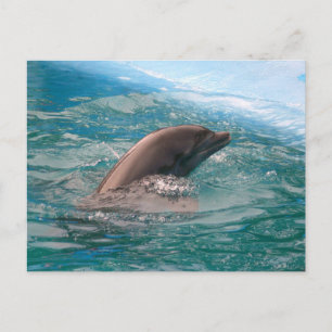 Carte Postale Dauphin