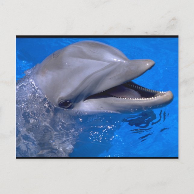Carte Postale Dauphin (Devant)