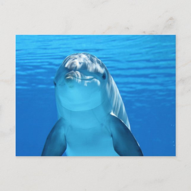 Carte Postale Dauphin (Devant)