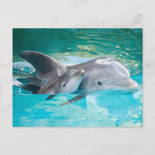 Carte Postale Dauphin avec veau