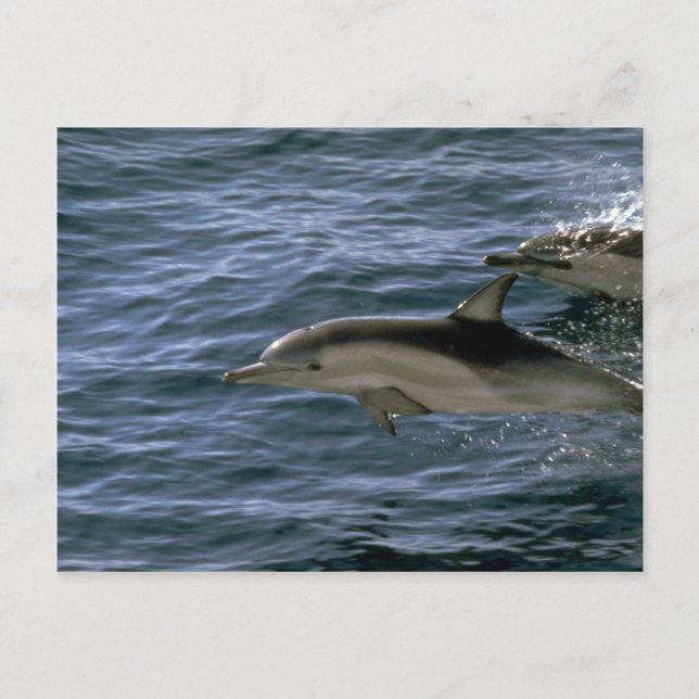 Carte Postale Dauphin commun (Devant)