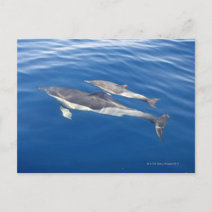 Carte Postale Dauphin commun