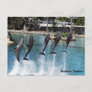 Carte Postale Dauphin de Bottlenose