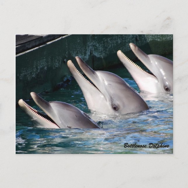 Carte Postale Dauphin de Bottlenose (Devant)
