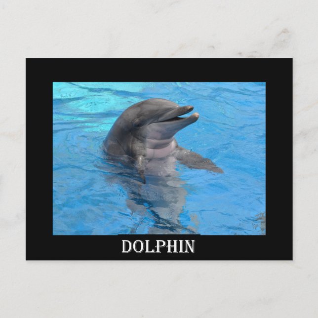 Carte Postale Dauphin de Floride (Devant)