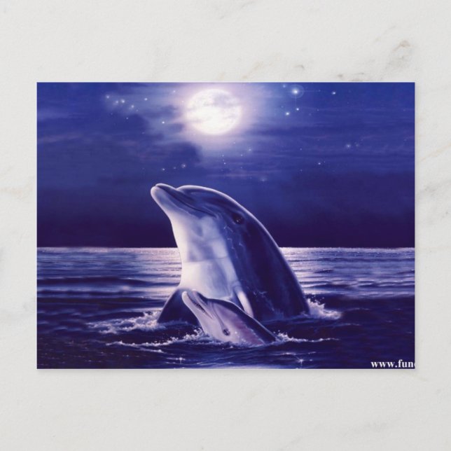 Carte Postale Dauphin et bébé (Devant)
