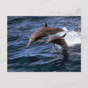 Carte Postale Dauphin renversé