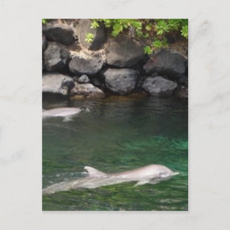 Carte Postale Dauphins
