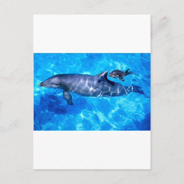 Carte Postale dauphins (Devant)