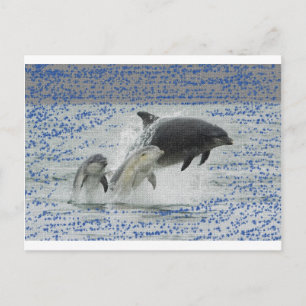 Carte Postale Dauphins