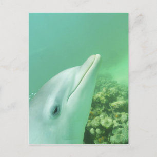Carte Postale Dauphins à gros nez Tursiops truncatus