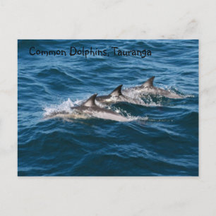 Carte Postale Dauphins communs