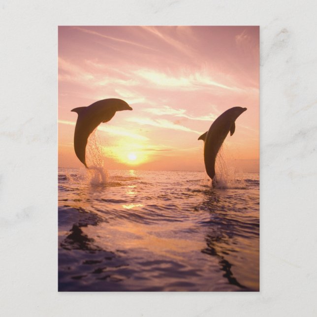 Carte Postale Dauphins de verdure Tursiops truncatus (Devant)